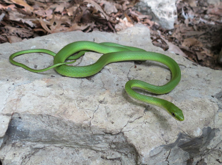 Rough Green Snake